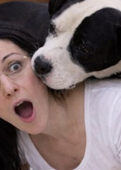 Cuando tu perro gigante todavía piensa que es un perro faldero 8